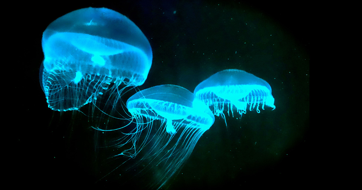 Bioluminescence Quran Perspective
