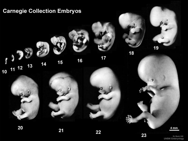 Embryology in the Quran